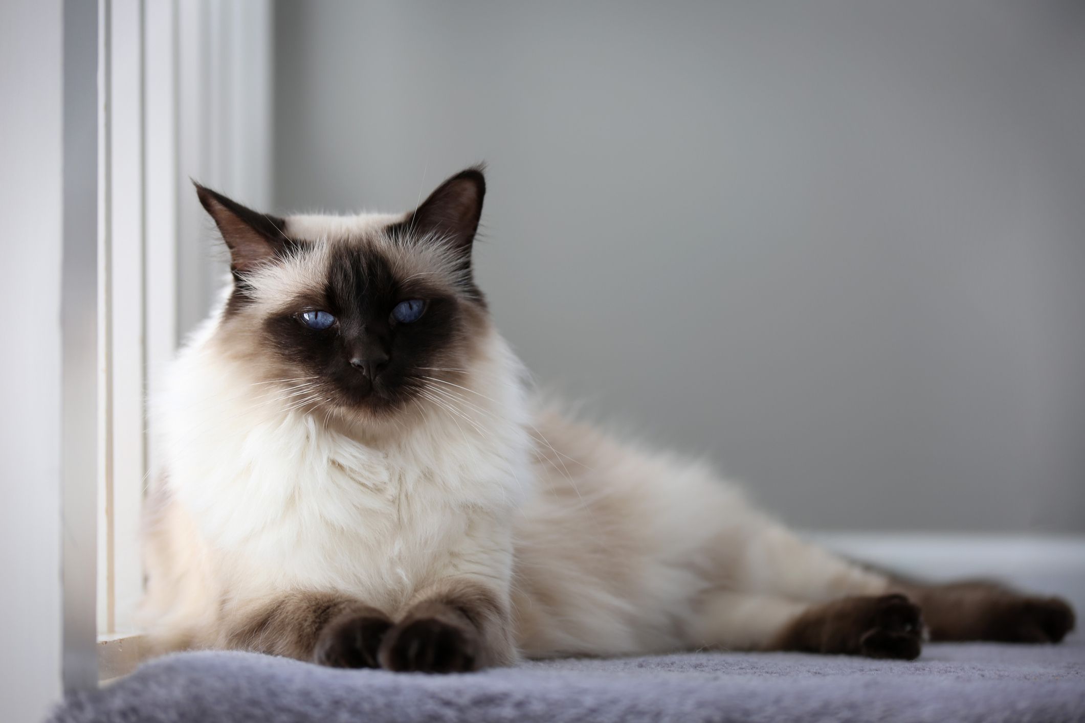 a Balinese Cat